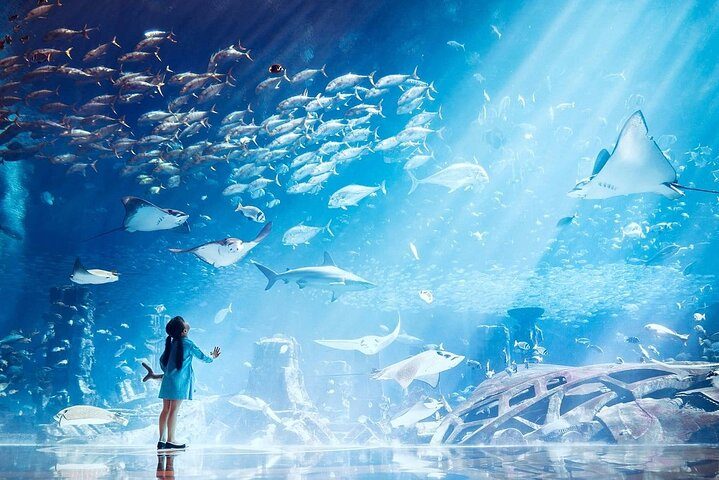 Dive into a stunning underwater realm at Atlantis Lost-Chamber Aquarium where 65000 marine creatures weave through ancient ruins offering an unforgettable exploration of ocean life.